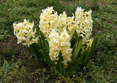 Bahar bahçe çiçekli sümbül 