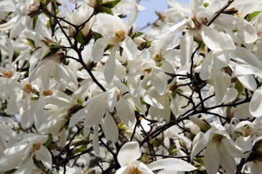 Beyaz Manolya çiçeği