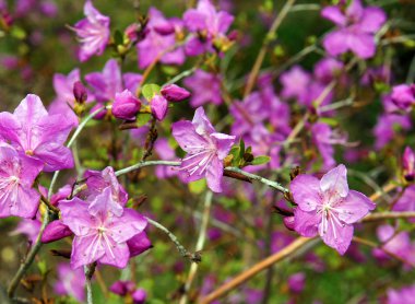 Pembe çiçekli ormangülü