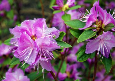 Pembe çiçekli ormangülü