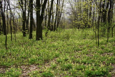 Orman zeminine erken Bahar 