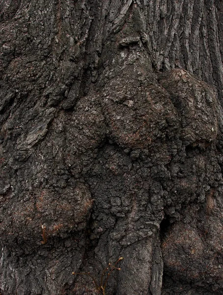 Casca de tília com grandes burls — Fotografia de Stock