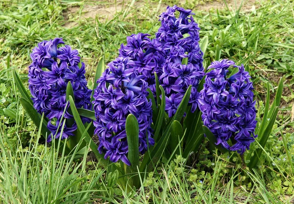Jacinto floreciente en jardín de primavera —  Fotos de Stock