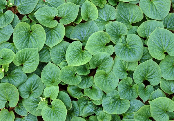 Plant met donkergroene ronde bladeren — Stockfoto
