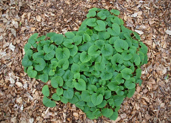 Φυτό με πράσινα φύλλα στρογγυλά — Φωτογραφία Αρχείου