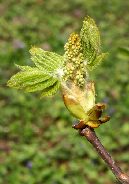 Ramita de primavera de castaño de Indias — Foto de Stock