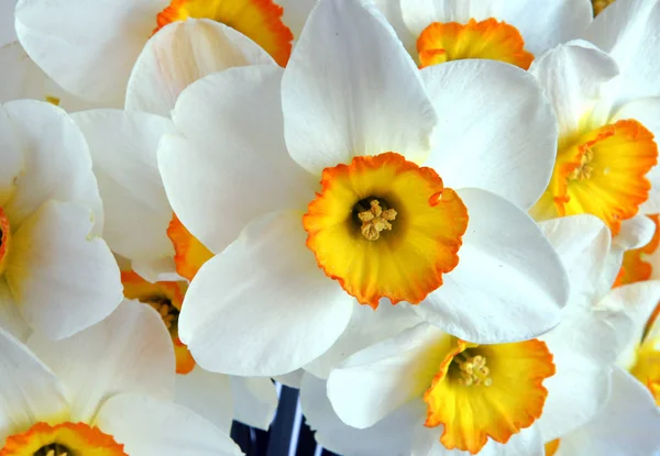 White daffodil flowers as background — Stock Photo, Image