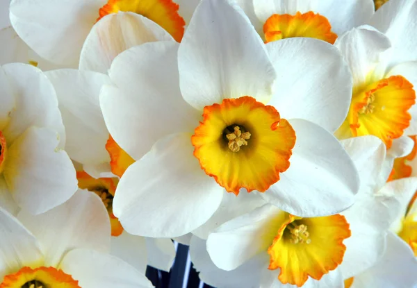 Witte daffodil bloemen als achtergrond — Stockfoto