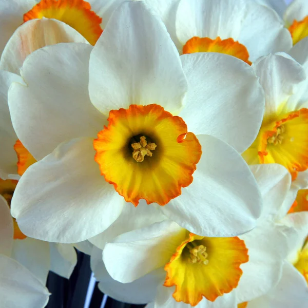 背景としての白い水仙の花 — ストック写真