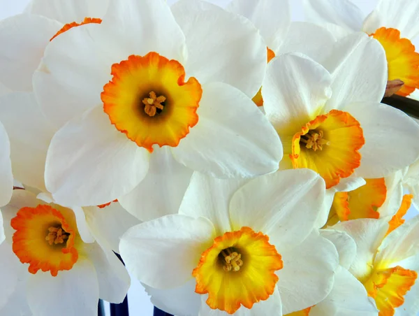 Witte daffodil bloemen als achtergrond — Stockfoto