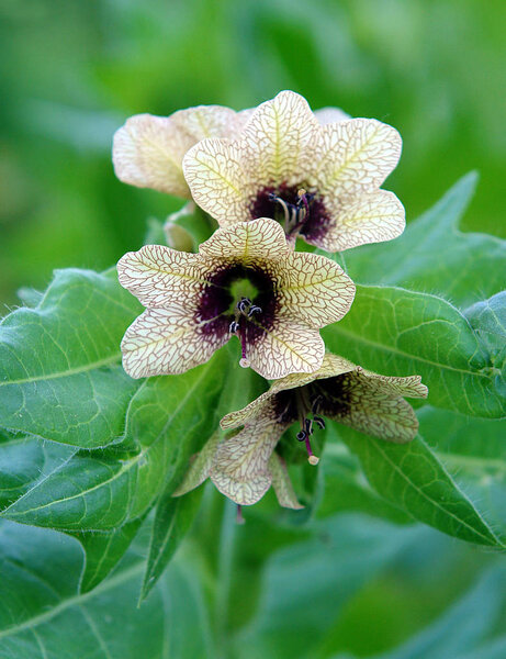 Stinking nightshade or black henbane                            