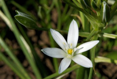 Beyaz yıldız çiçek şeklinde