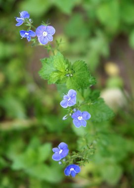Bahar Speedwell bitkiler