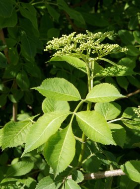 Bahar günü Sambucus nigra