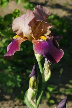 güzel Iris çiçeği 