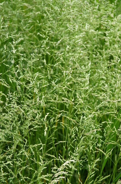 The tall fescue — Stock Photo, Image