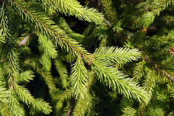 Albero di abete ramo fresco — Foto Stock