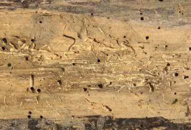 Odun kurdu delikleri ile eski günlük