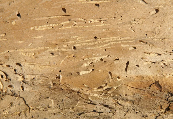 Antiguo tronco con agujeros de lombriz — Foto de Stock