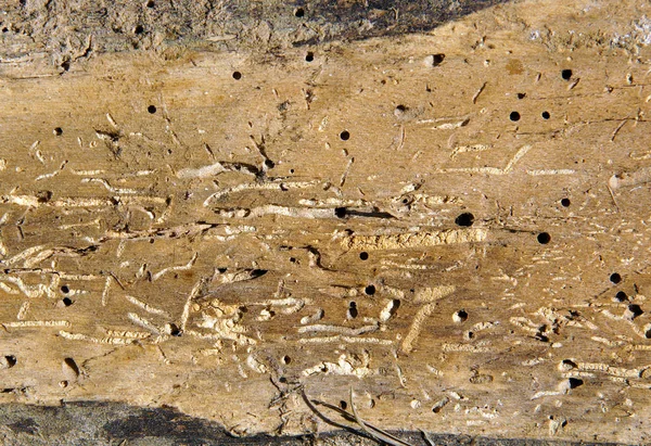 Old log with woodworm holes — Stock Photo, Image