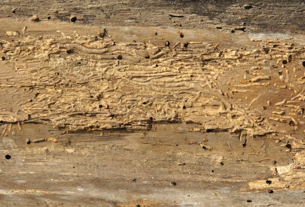 Oude planken met Houtworm gaten — Stockfoto