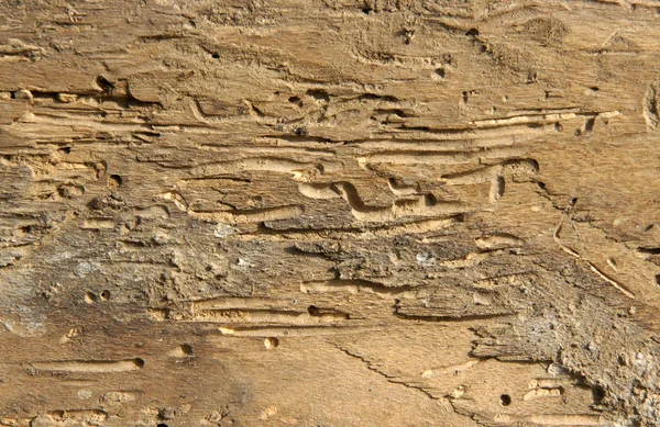 Old log with woodworm holes — Stock Photo, Image