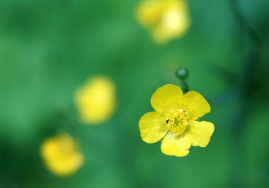 Düğünçiçeği acris çiçek