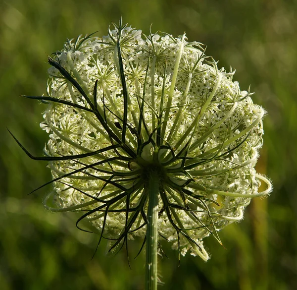 Bloeiende Poison Hemlock — Stockfoto