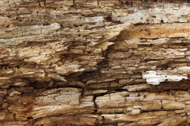 Ağaç delikleri ve burrows