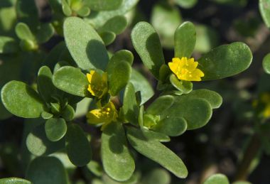 Verdolaga veya pigweed