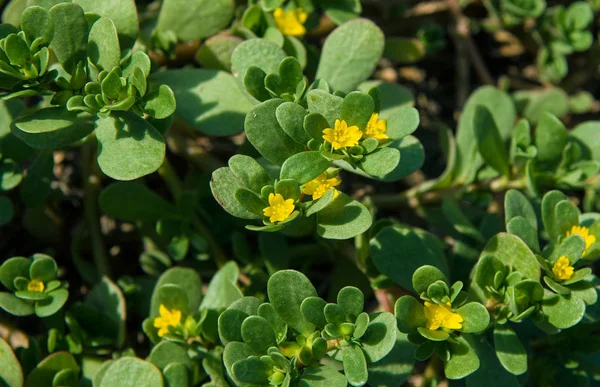 Verdolaga або pigweed — стокове фото