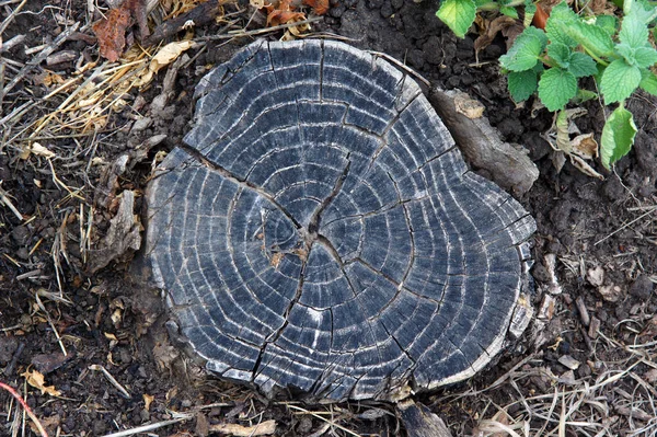 Détails de vieux anneaux d'arbre — Photo