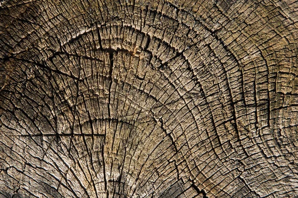 Λεπτομέρειες των παλαιών δέντρων δαχτυλίδια — Φωτογραφία Αρχείου