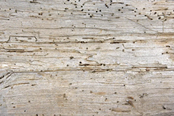 木食い虫穴や巣穴 — ストック写真
