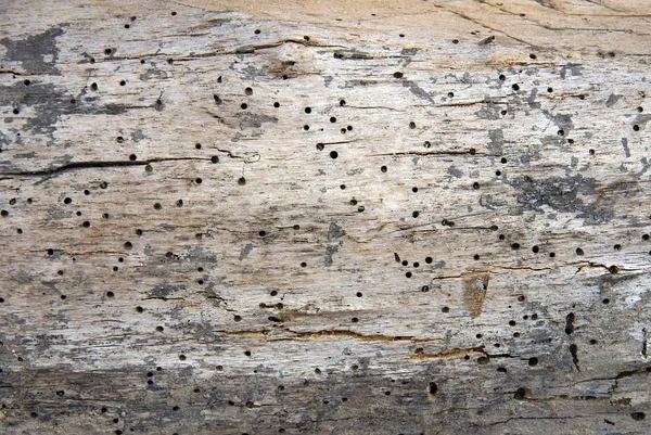 Woodworm holes and burrows — Stock Photo, Image