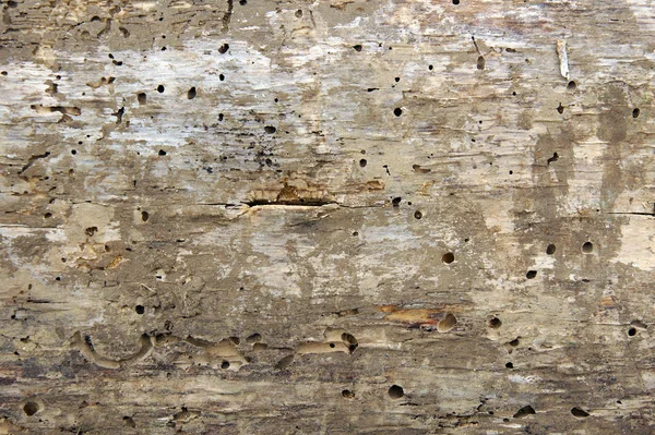 Woodworm holes and burrows Stock Image