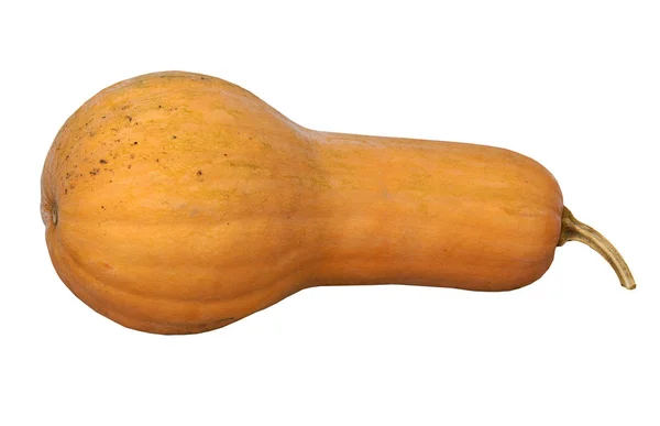 Ripe fresh pumpkin — Stock Photo, Image