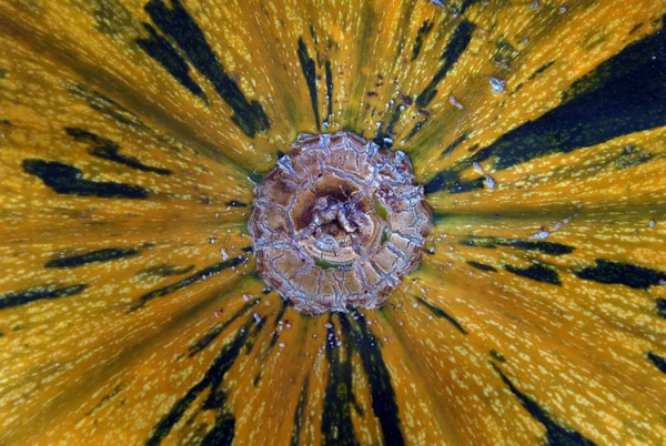 Pumpkin skin and stalk — Stock Photo, Image