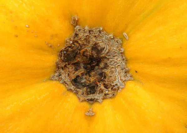 Pelle di zucca e gambo — Foto Stock