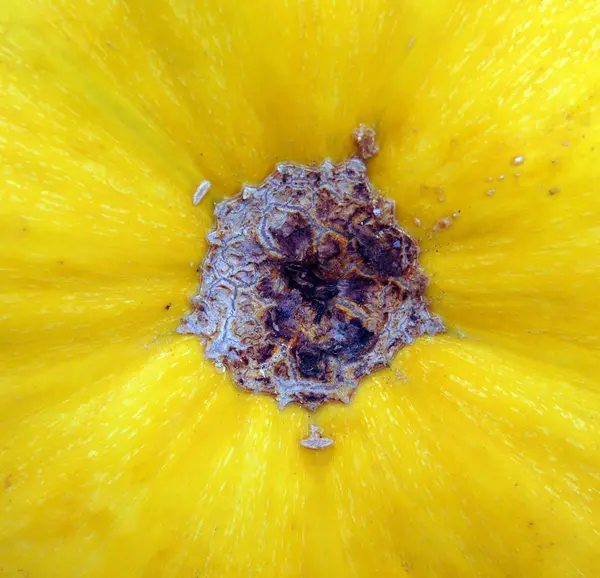 Pelle di zucca e gambo — Foto Stock