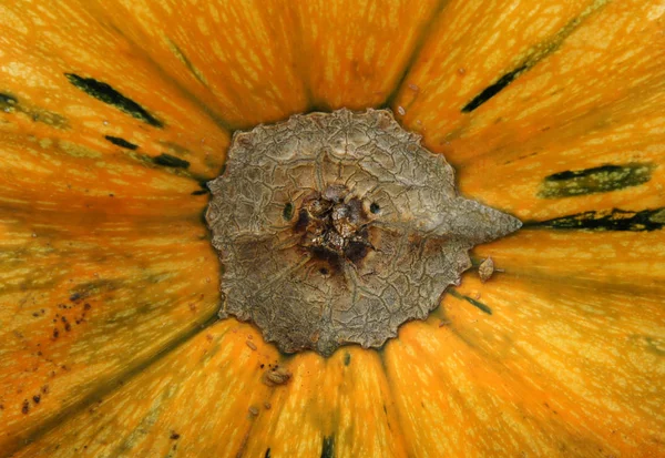 Pumpkin skin and stalk — Stock Photo, Image