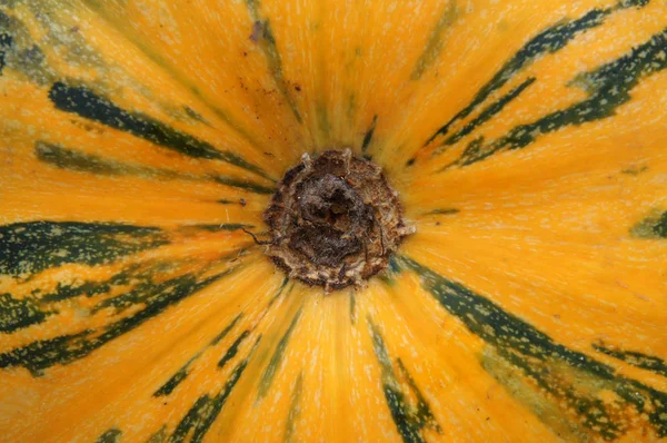 Pelle di zucca e gambo — Foto Stock