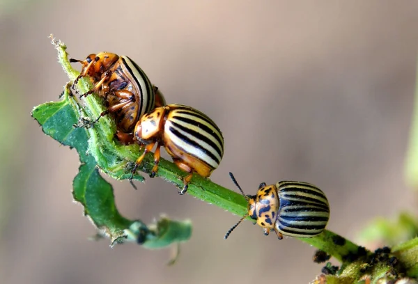 Colorado potato beetles — Stock Photo, Image