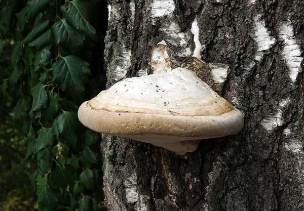 Fomes fomentarius bir huş ağacı gövde