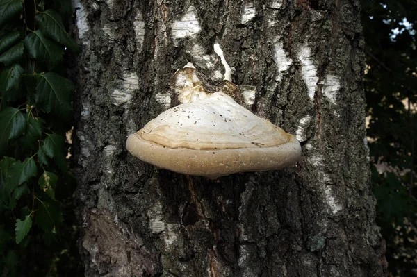 Fomes fomentarius bir huş ağacı gövde