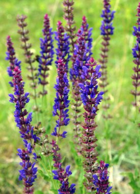 Mavi Ada çayı çiçekler