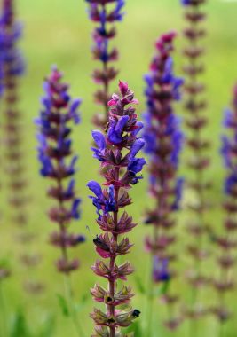 Mavi Ada çayı çiçekler 