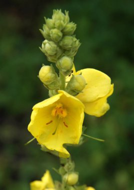 Siyah sığırkuyruğu veya karanlık sığırkuyruğu
