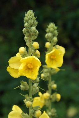 Siyah sığırkuyruğu veya karanlık sığırkuyruğu