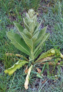 Siyah sığırkuyruğu veya karanlık sığırkuyruğu